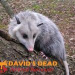 Dead Possum Removal Hobart - photo 6