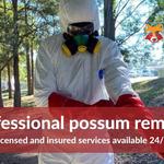 Dead Possum Removal Hobart - photo 7