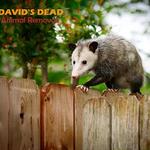 Dead Possum Removal Hobart - photo 8