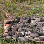 David's Dead Rodent Removal Hobart - photo 1