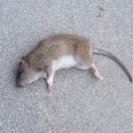 David's Dead Rodent Removal Hobart - photo 5