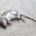 David's Dead Rodent Removal Hobart - photo 6