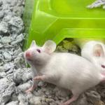 David's Dead Rodent Removal Hobart - photo 7