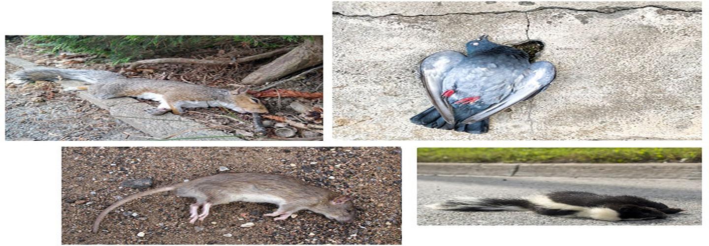David's Dead Rodent Removal Canberra cover photo