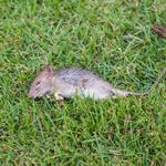 David's Dead Rodent Removal Perth - photo 4