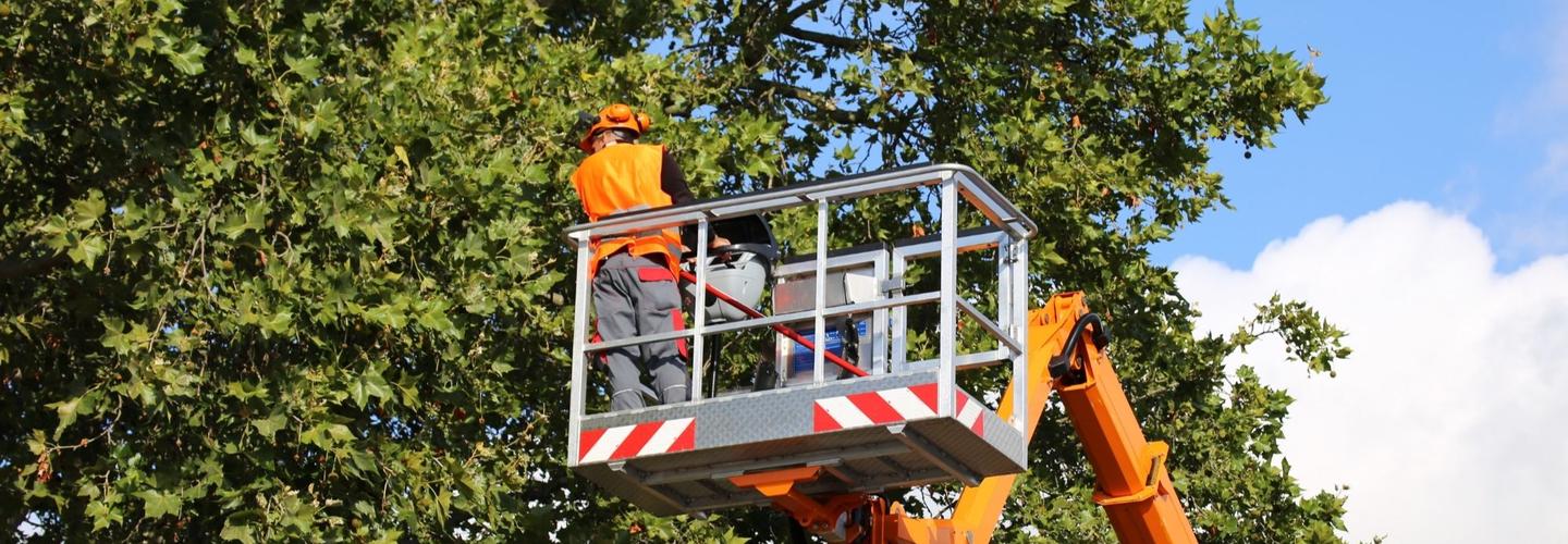 The Garden City Tree Service Co cover photo