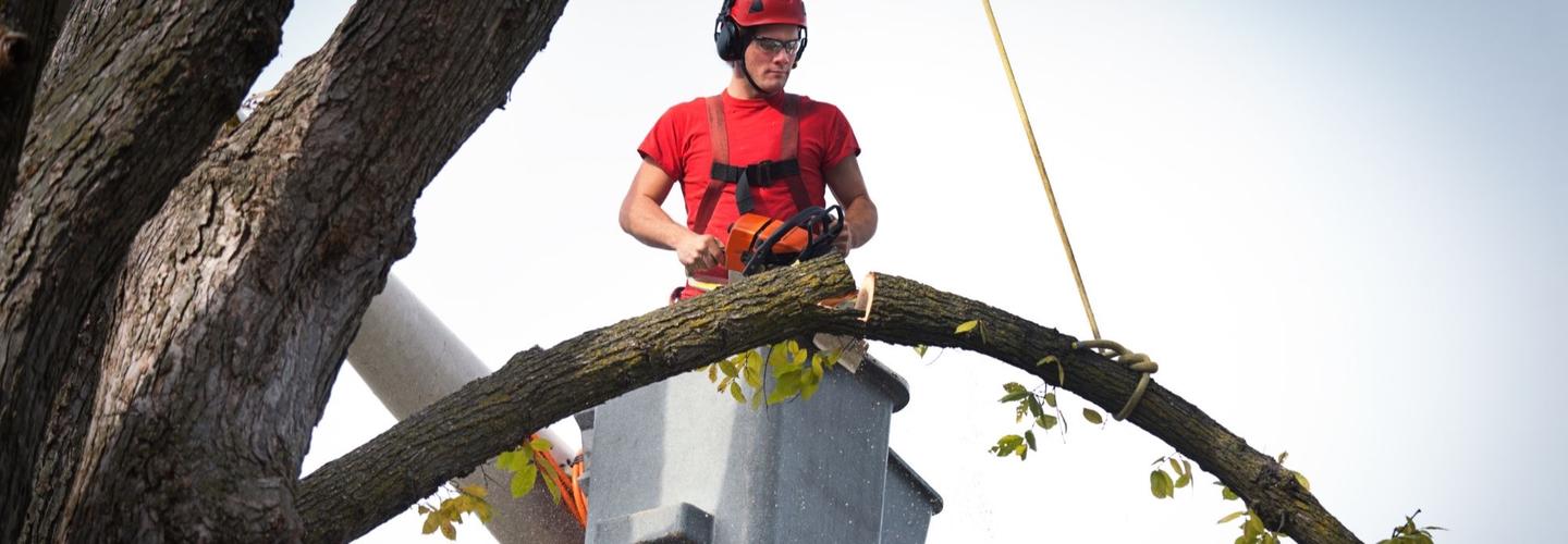 Oyster Town Tree Service cover photo