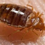 Bed Bug Control Hobart - photo 1