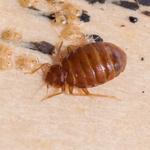 Bed Bug Control Hobart - photo 2