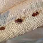 Bed Bug Control Hobart - photo 3
