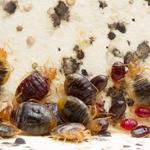 Bed Bug Control Hobart - photo 4