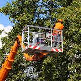Little Hill Tree Removal - Tree Services in Peachtree City