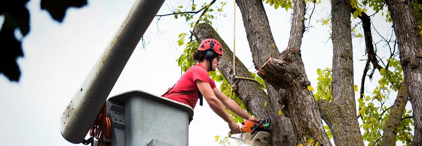 Little Pond Tree Removal Experts cover photo