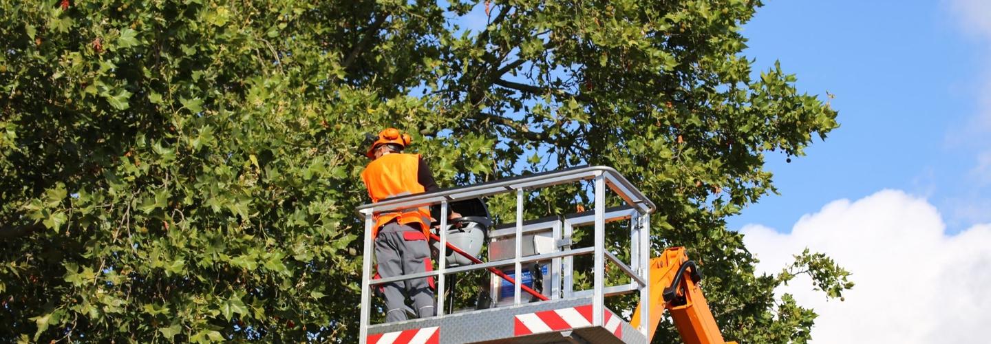 Opportunity Center Tree Removal Co cover photo