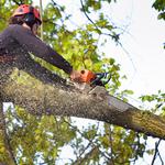 Icehouse Tree Removal Co - photo 1