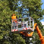 Icehouse Tree Removal Co - photo 2