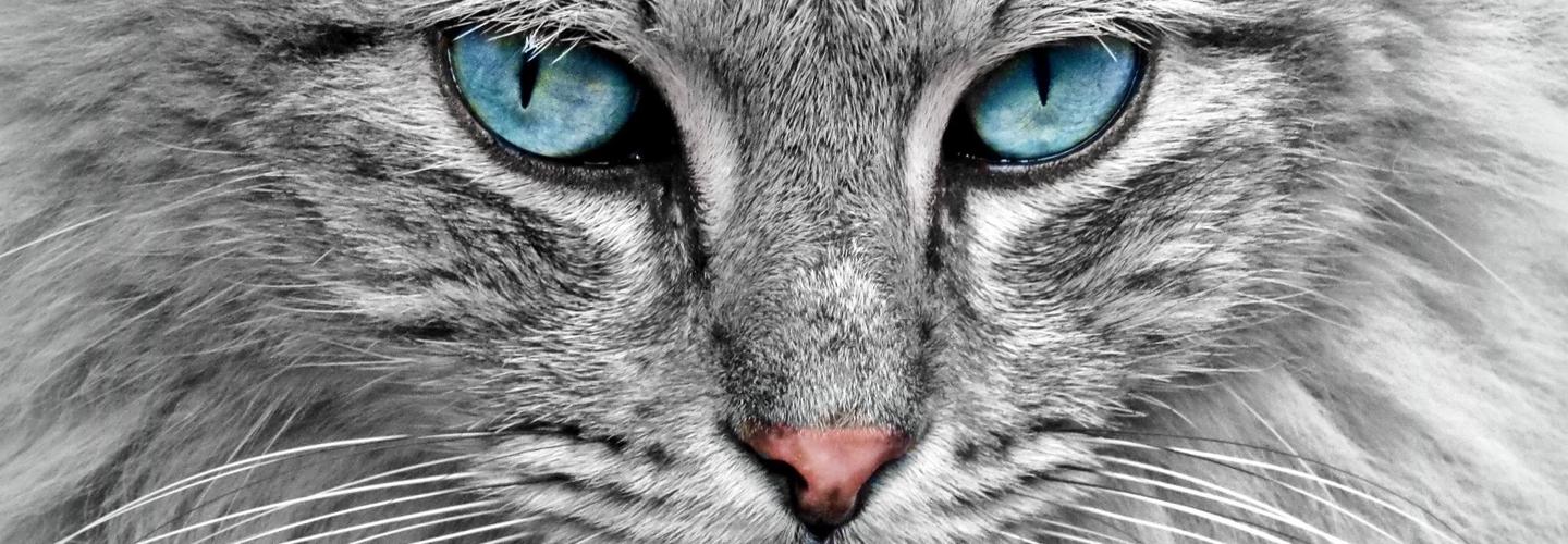 Talis Us cover photo