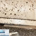 FDP Mold Remediation of Miramar - photo 2