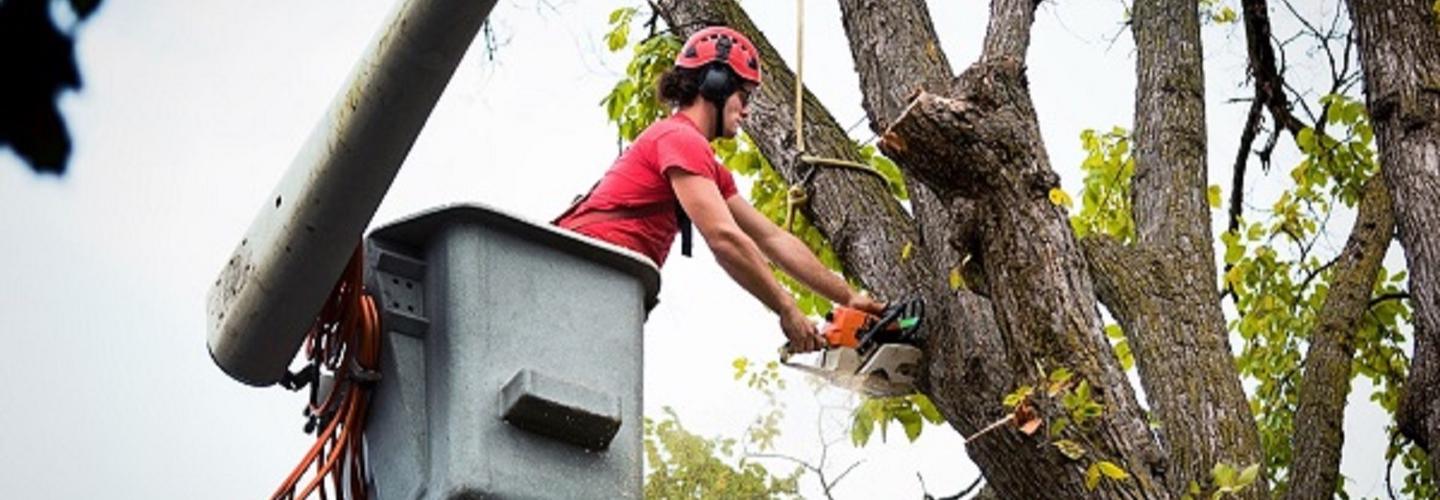Gate City Tree Service cover photo