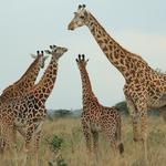 Best Camping Tours & Safaris Limited - photo 4