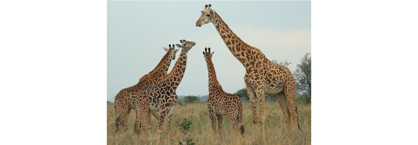 Best Camping Tours & Safaris Limited cover photo