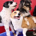 Buckeye K9 Doggie Daycare - photo 1