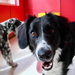 Buckeye K9 Doggie Daycare - photo 2