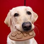 Buckeye K9 Doggie Daycare - photo 4