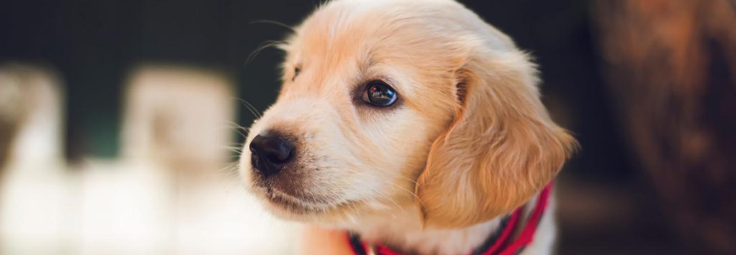 Buckeye K9 Doggie Daycare cover photo