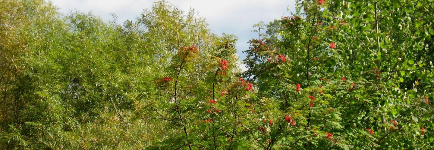 Jeff City Tree Service cover photo