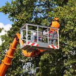 Jeff City Tree Service - photo 1