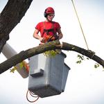 Jeff City Tree Service - photo 2