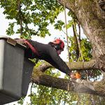 Hostess City Tree Service - photo 1