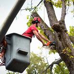 Hostess City Tree Service - photo 2