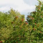 Hostess City Tree Service - photo 3