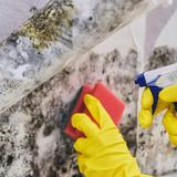 The Hub City Mold Inspection - Home Inspectors in Lafayette