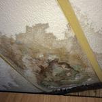 New Beige Water Damage Experts - photo 5