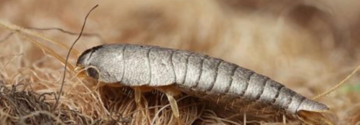 Silverfish Control Brisbane cover photo