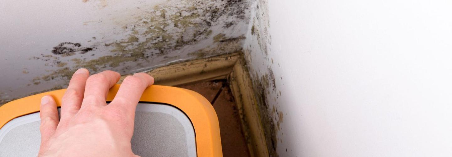 Big D Mold Inspections cover photo