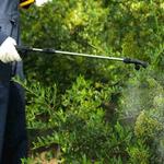 Eco Pest Control Gold Coast - photo 5