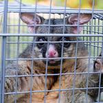 Eco Pest Control Gold Coast - photo 6