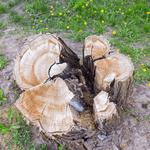 Queen Of The Missions Tree Co - photo 4