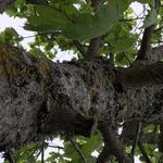 Queen Of The Missions Tree Co - photo 7