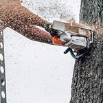 Queen Of The Missions Tree Co - photo 10