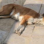 David's Dead Pet Removal Sydney - photo 1