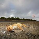 David's Dead Pet Removal Sydney - photo 2