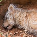 David's Dead Pet Removal Sydney - photo 4