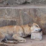 David's Dead Pet Removal Sydney - photo 5