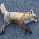 David's Dead Pet Removal Perth - photo 1