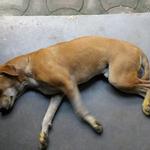 David's Dead Pet Removal Perth - photo 7